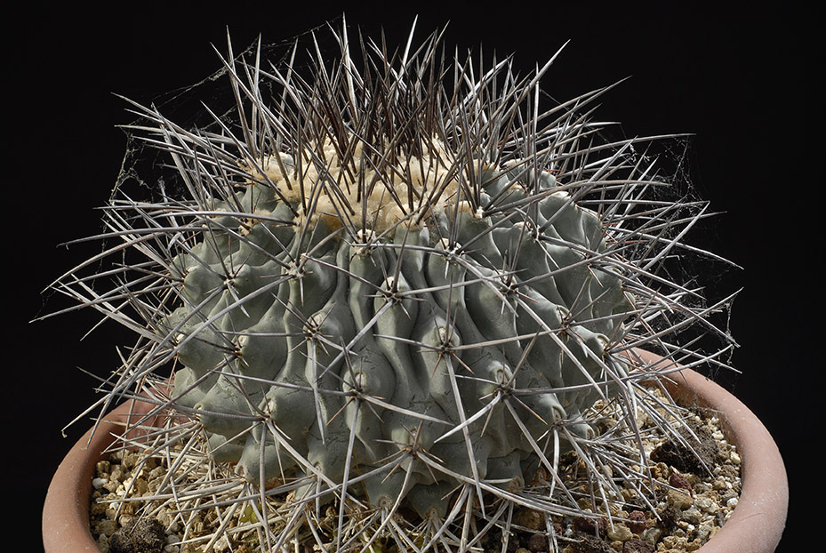 Thelocactus rinconensis  18 cm 150.00 €.jpg